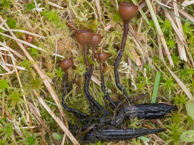 Myriosclerotinia caricis-ampullaceae